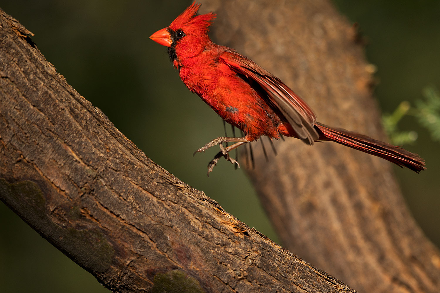 2018-06-07-gv-cardinal-92-5d4_10104