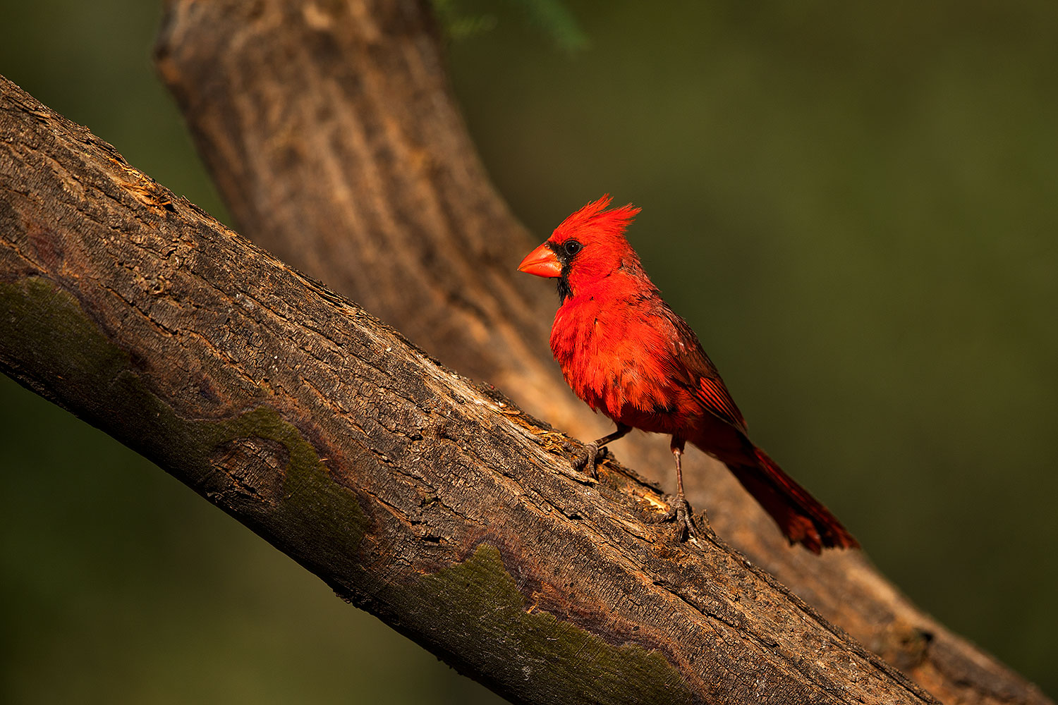 2018-06-07-gv-cardinal-mi1-5d4_10092