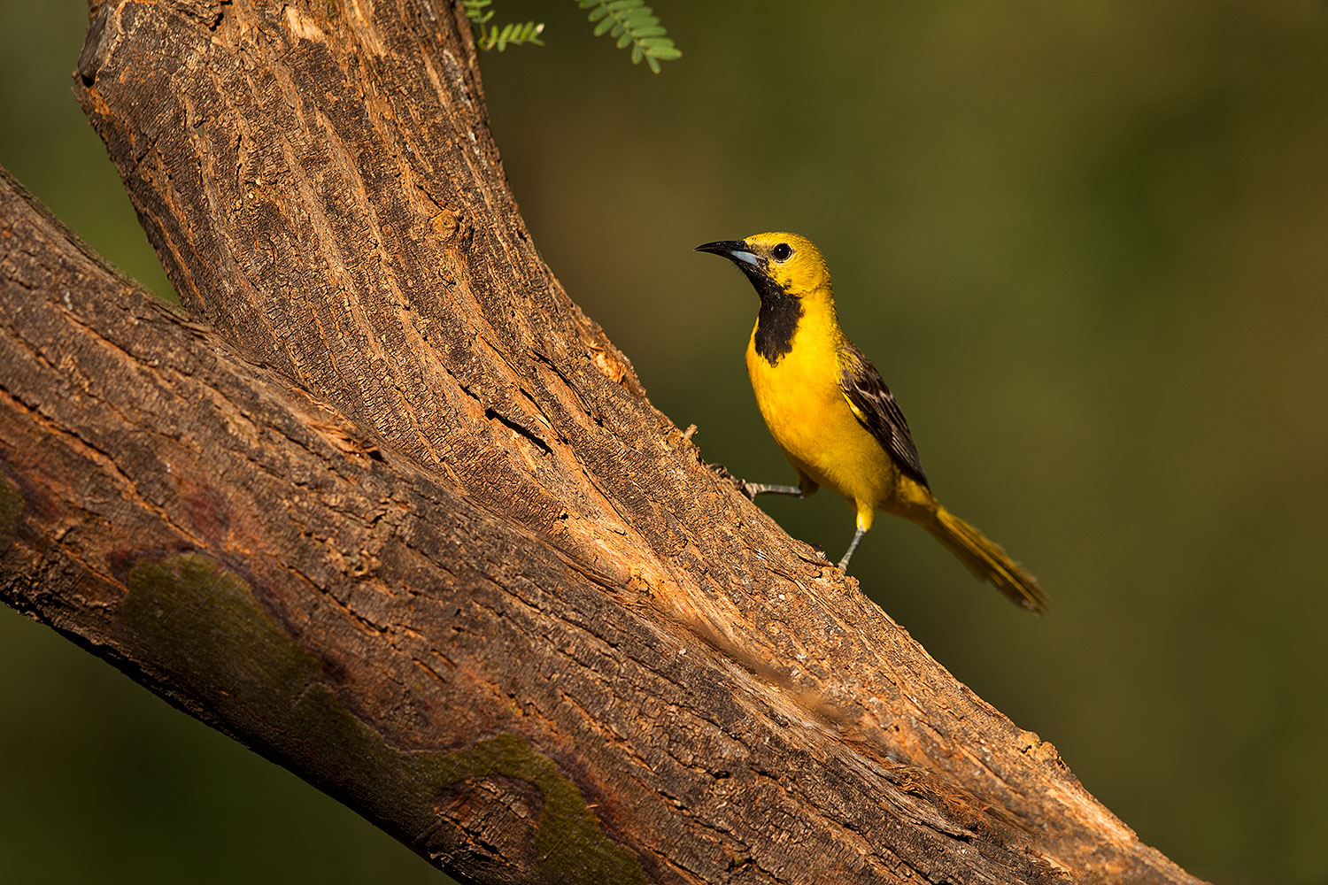 2018-06-07-gv-oriole-92-5d4_10115