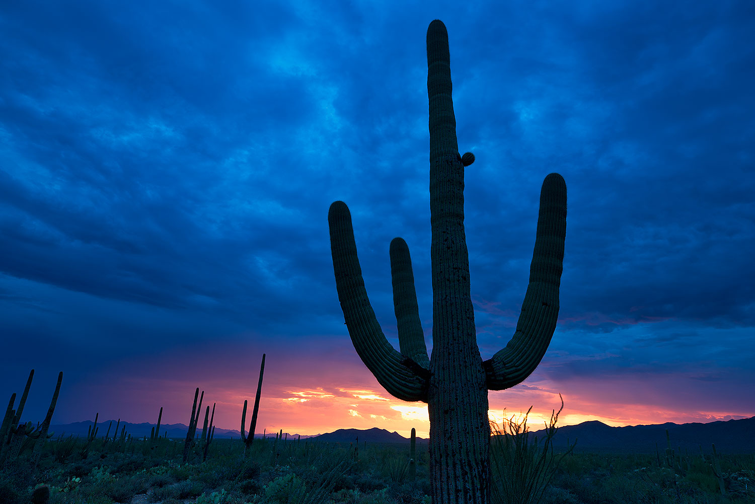 2018-07-16-tuc-saguaro-viv77-a7r3_2397