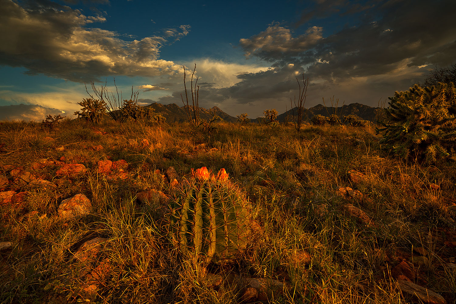 Santa Rita Mountains â€¦ August 2018