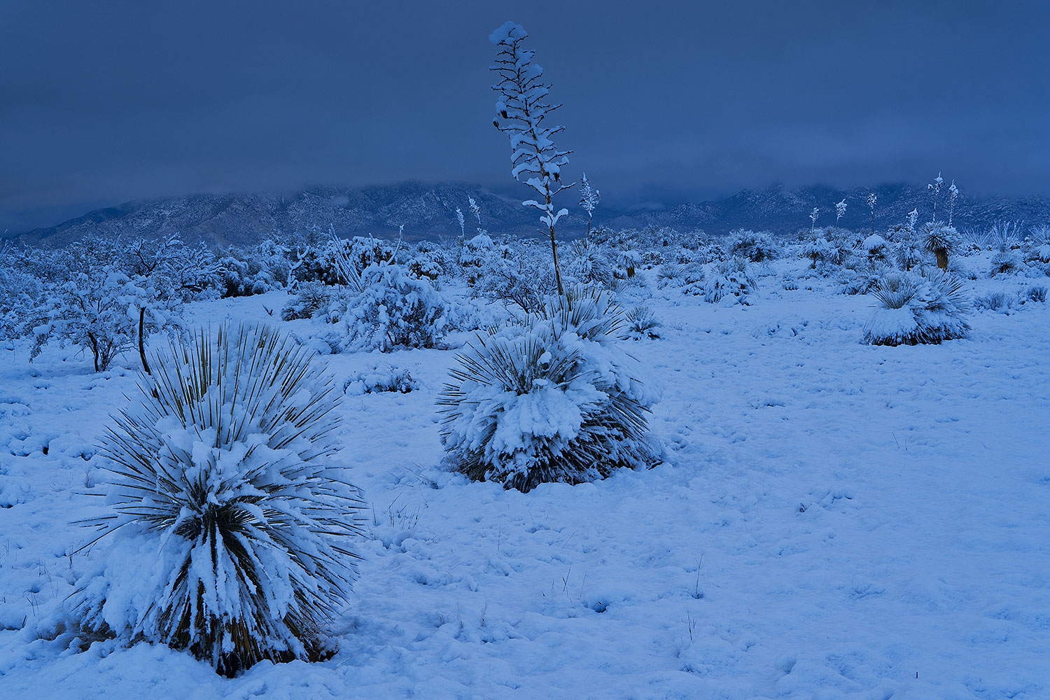 Snow on Santa Rita Mountains â€¦ January 2019