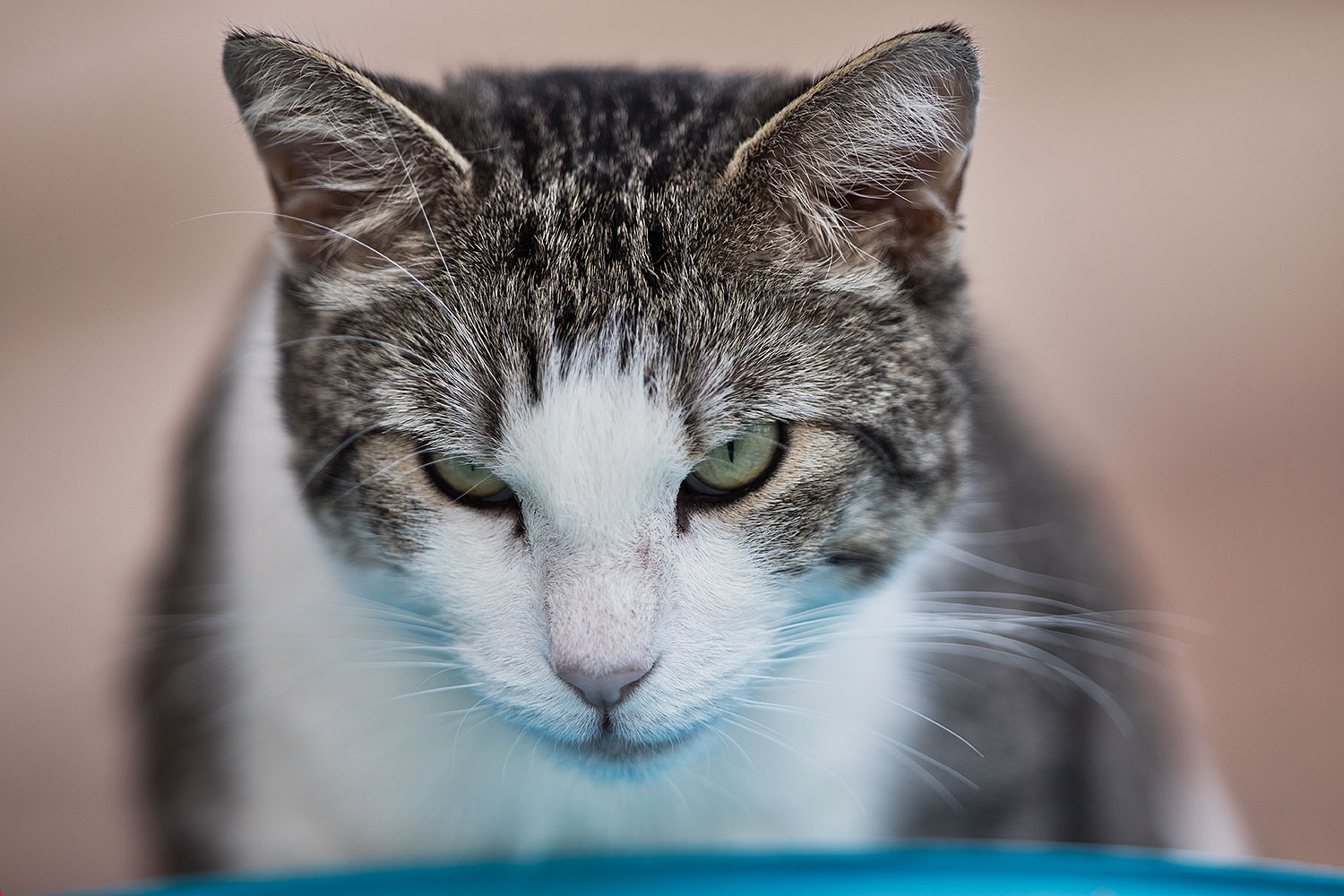 2019-01-20-gv-skooter-5d4_0069