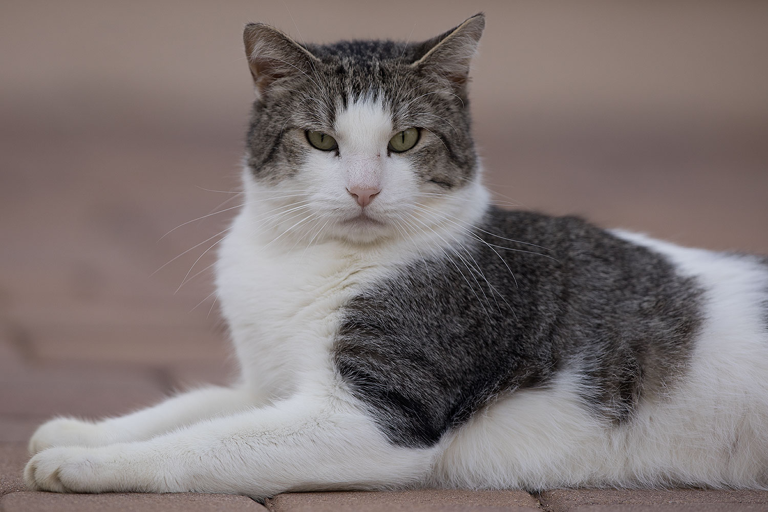 2019-01-20-gv-skooter-5d4_0272