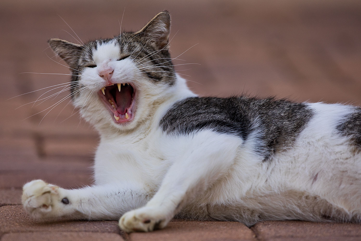 2019-01-20-gv-skooter-5d4_0285