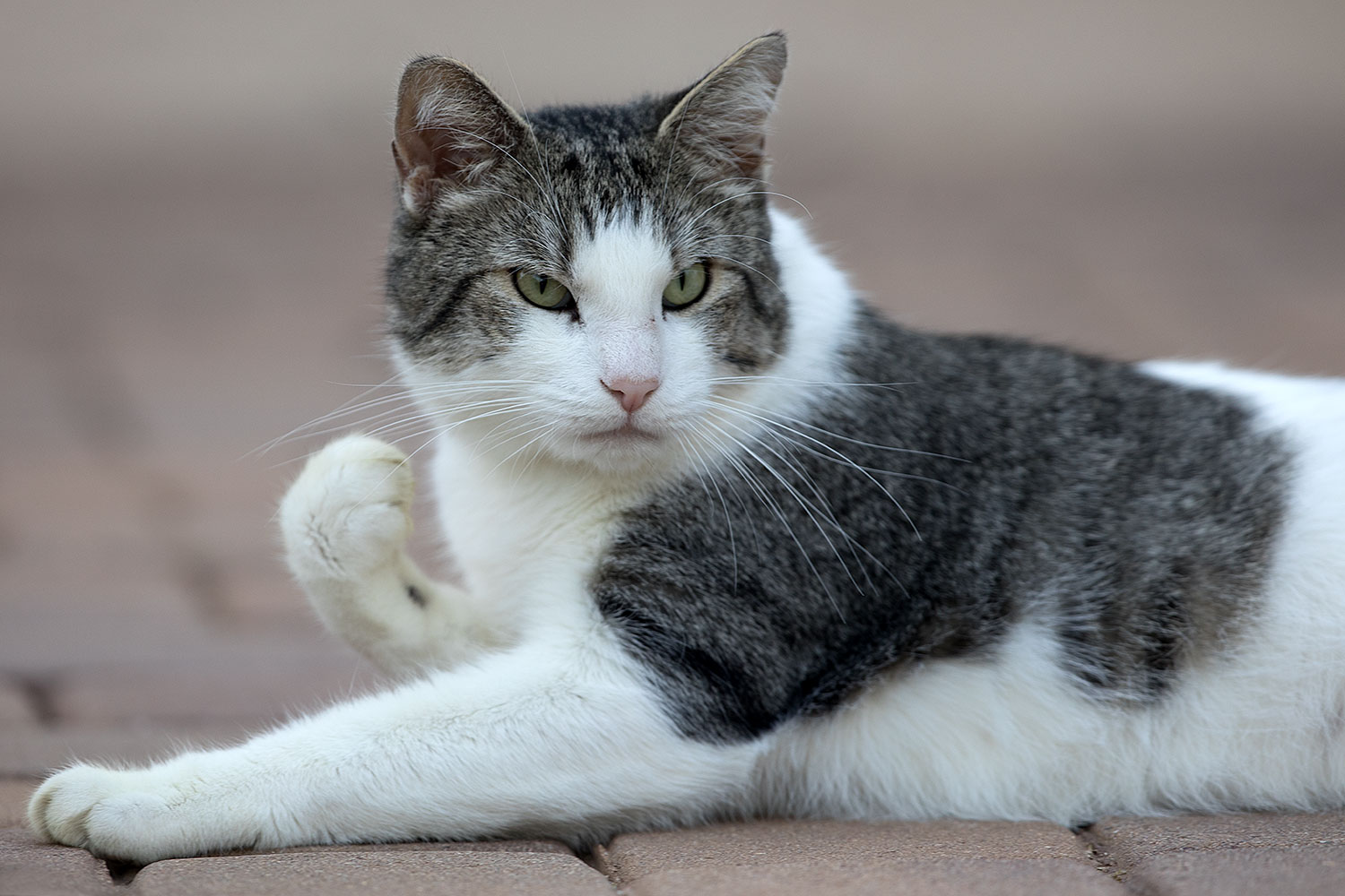 2019-01-20-gv-skooter-5d4_0322