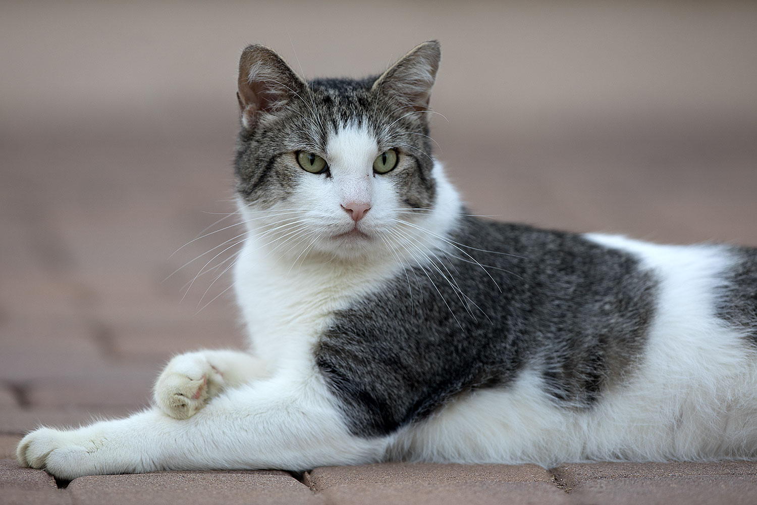 2019-01-20-gv-skooter-5d4_0333