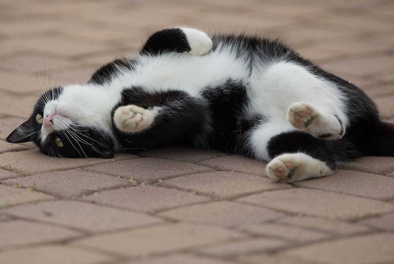 2019-01-20-gv-tuxedo-5d4_0541