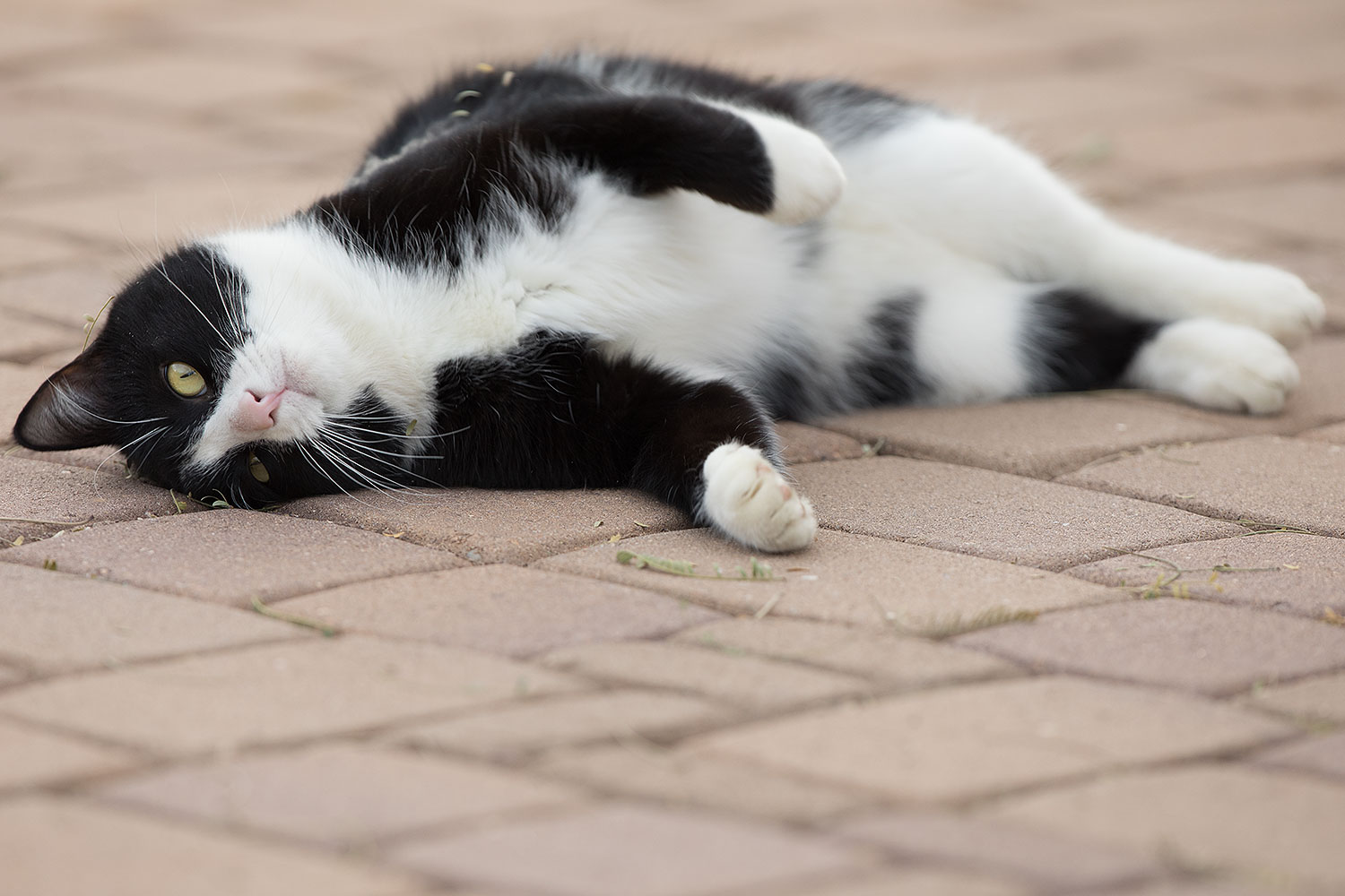 2019-01-20-gv-tuxedo-5d4_0550