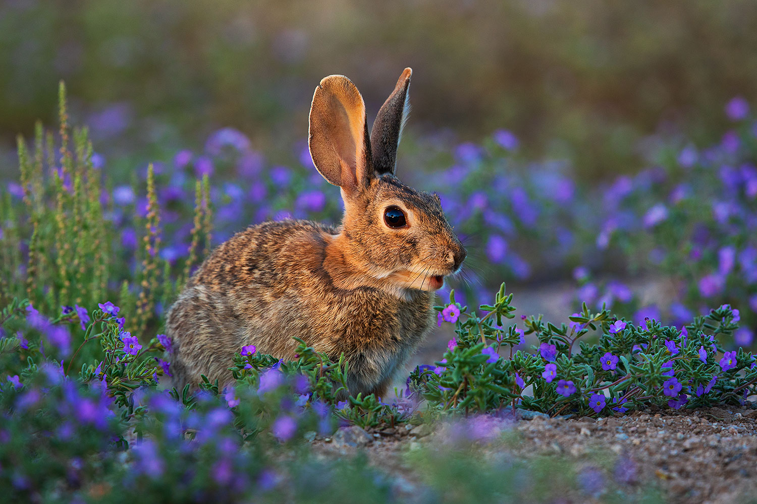 2019 05 01 gv bunnies flowers viv1 5d4 0245