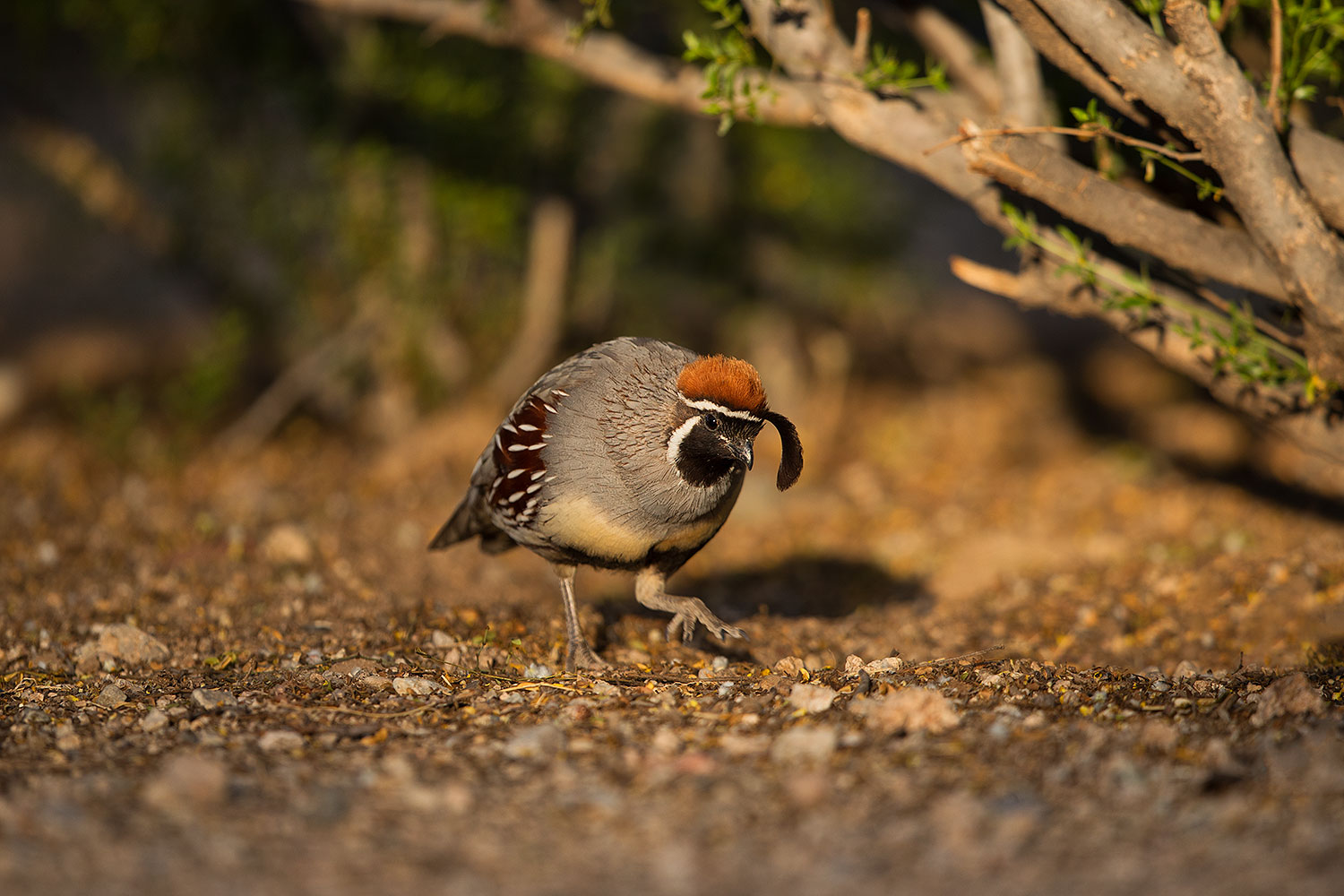 2019-05-08-gv-quail-mi1-5d4_1379