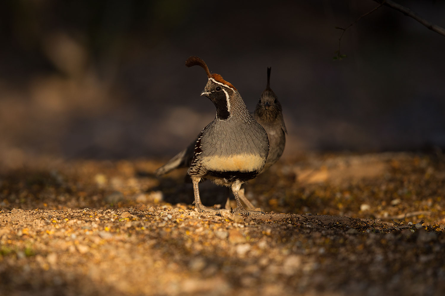 2019-05-08-gv-quail-mi1-5d4_1418