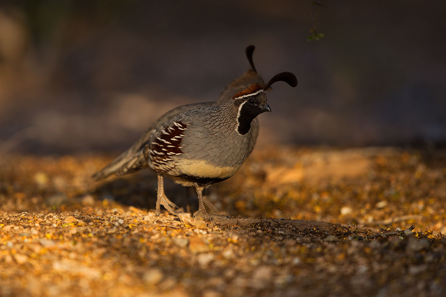 2019-05-08-gv-quail-mi1-5d4_1428