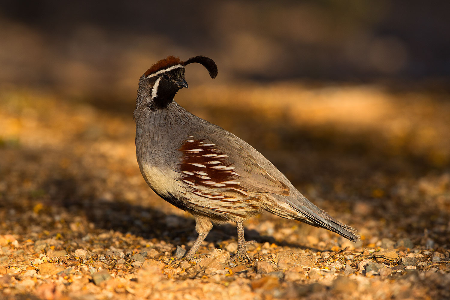 2019 05 10 gv quail viv1 5d4 1828
