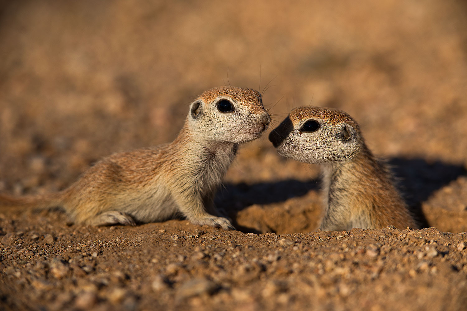 2019-05-13-gv-creatures-viv1-19-5d4_2213