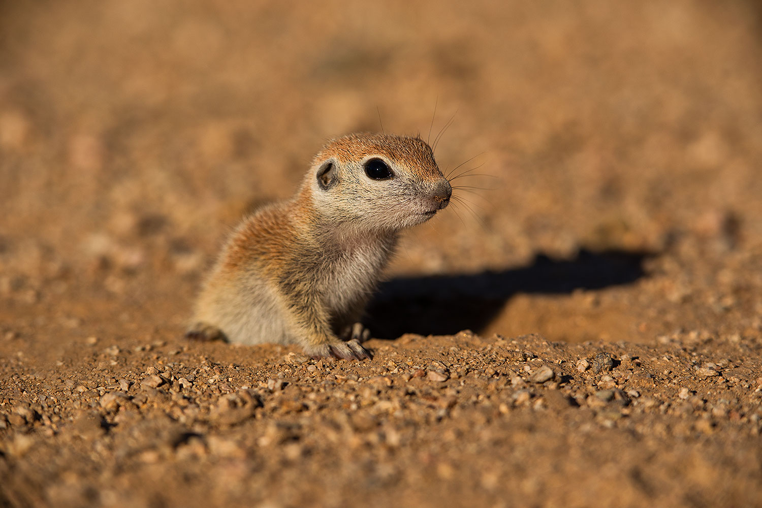 2019-05-13-gv-creatures-viv1-5d4_2047