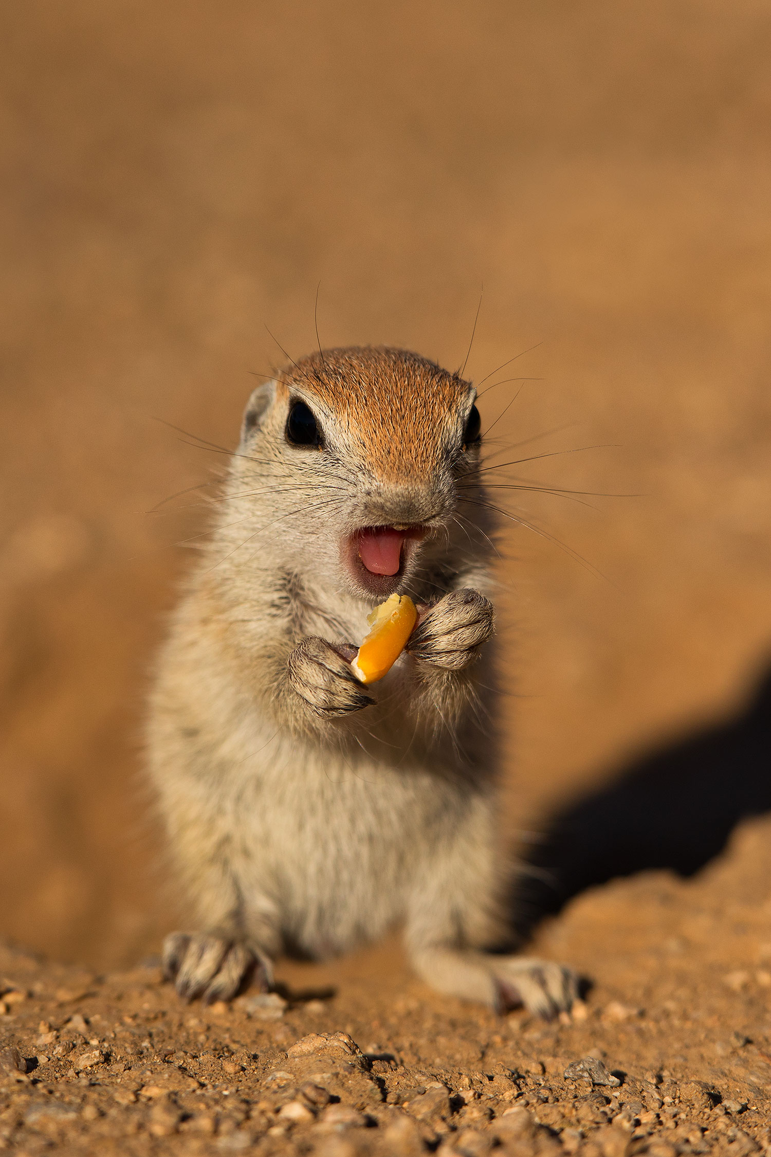 2019-05-13-gv-creatures-viv1-5d4_2313v