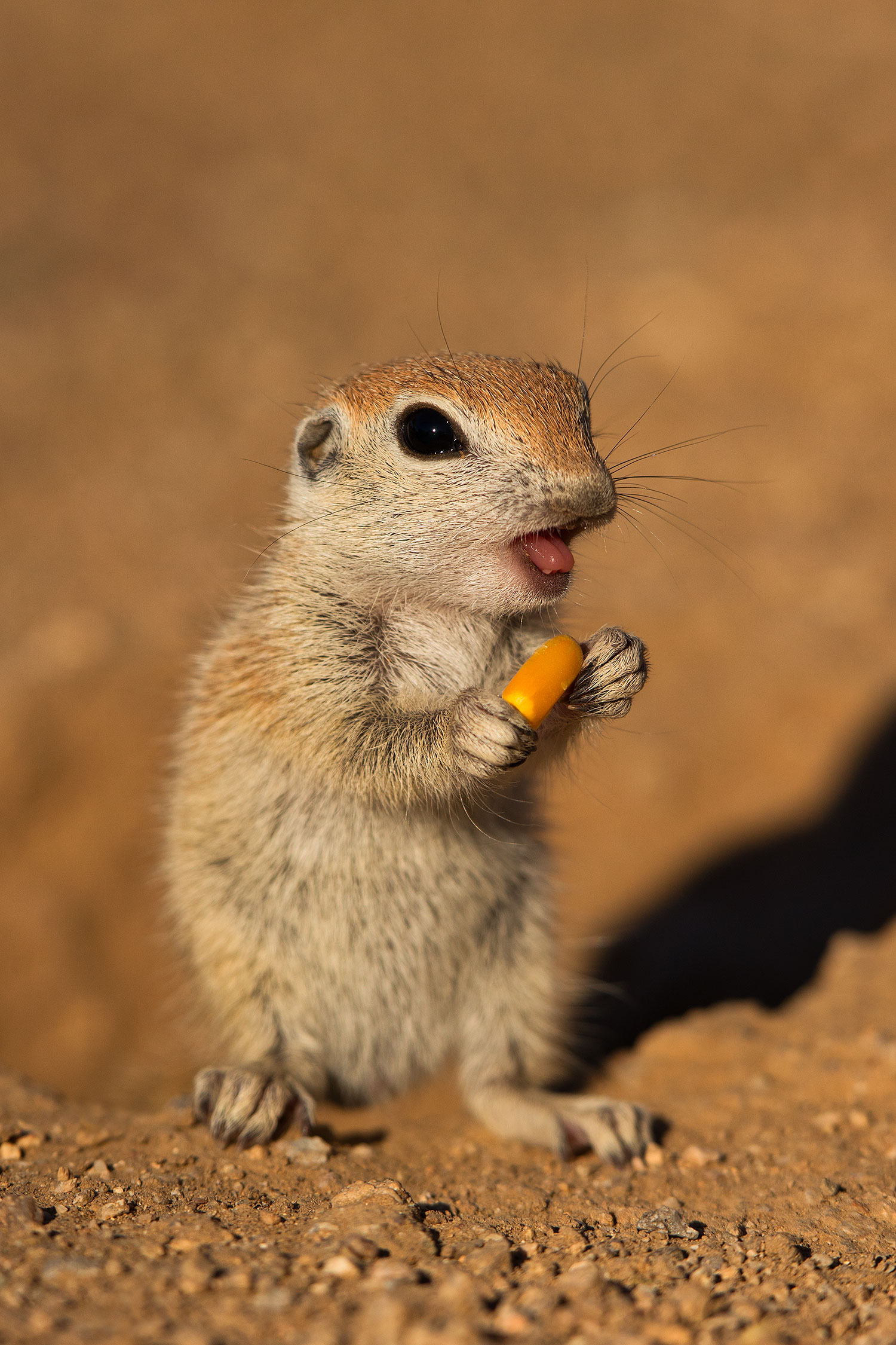 2019-05-13-gv-creatures-viv1-5d4_2341v