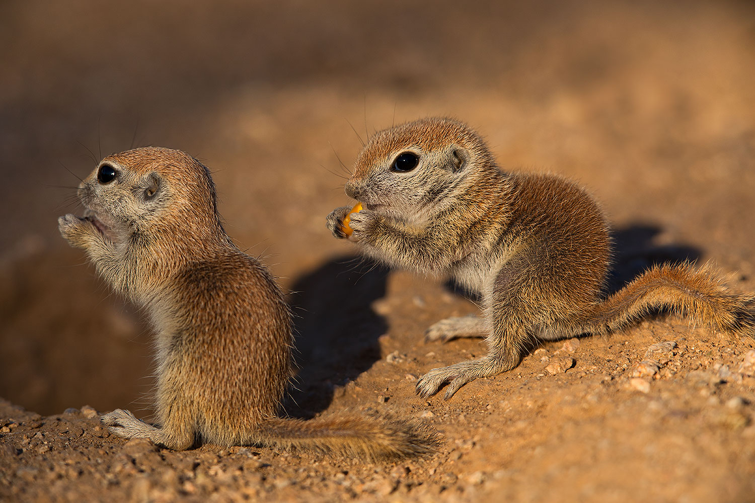 2019-05-13-gv-creatures-viv1-61-5d4_2149