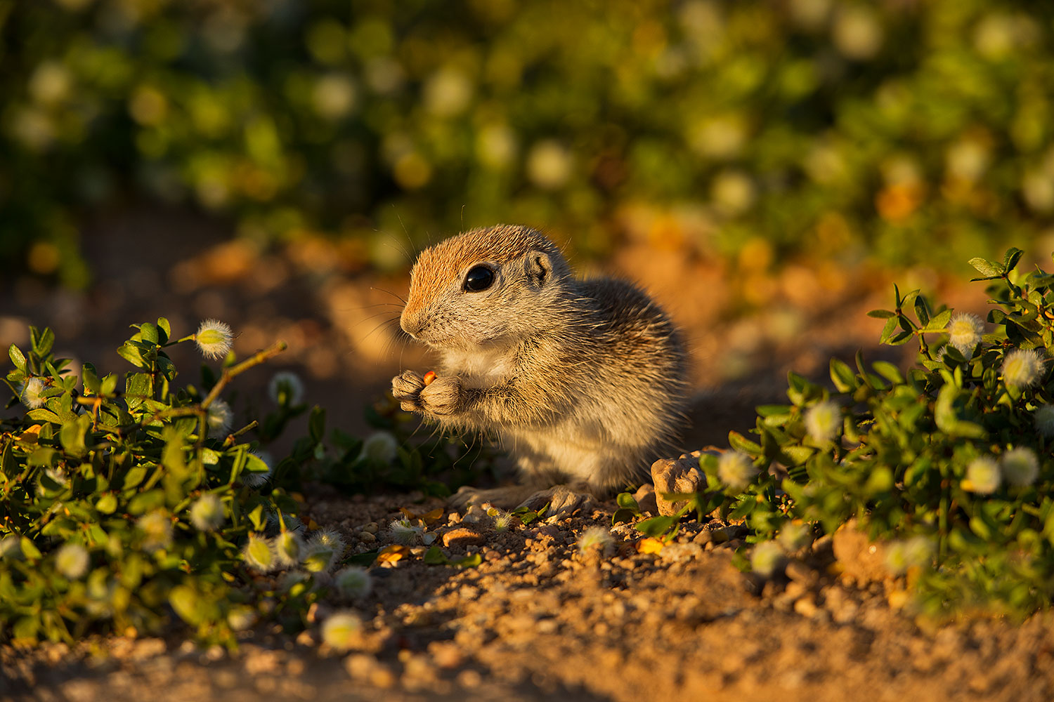 2019-05-14-gv-creatures-ton1-5d4_5142