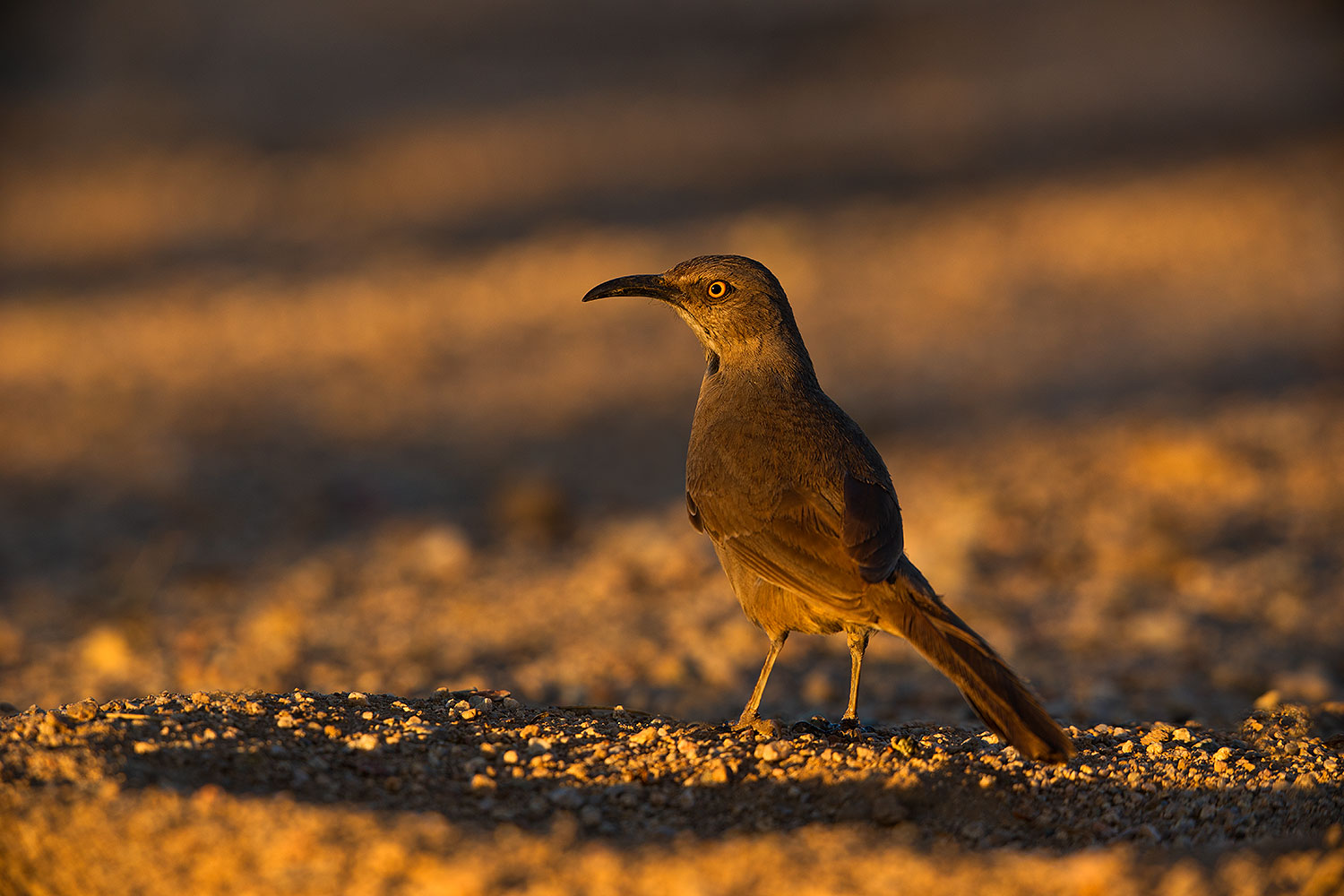 2019-05-14-gv-thrasher-viv1-5d4_5292