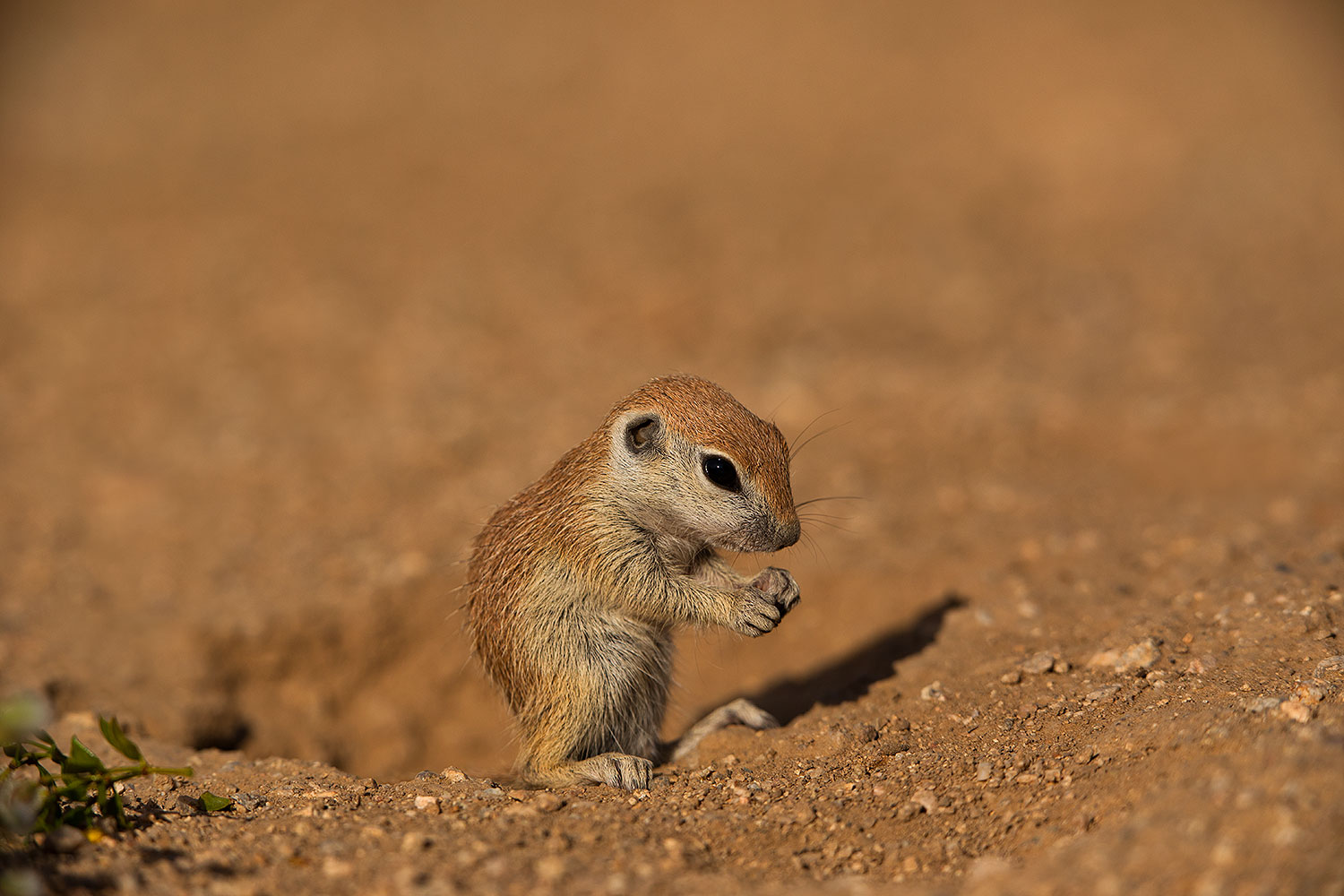 2019-05-15-gv-creatures-viv1-5d4_5545