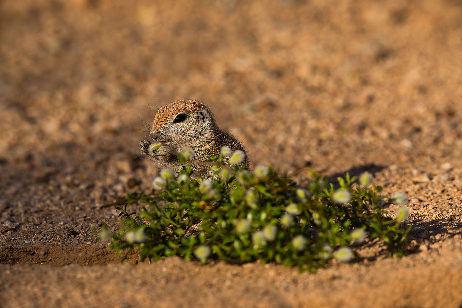 2019-05-17-gv-creatures-viv1-5d4_7638