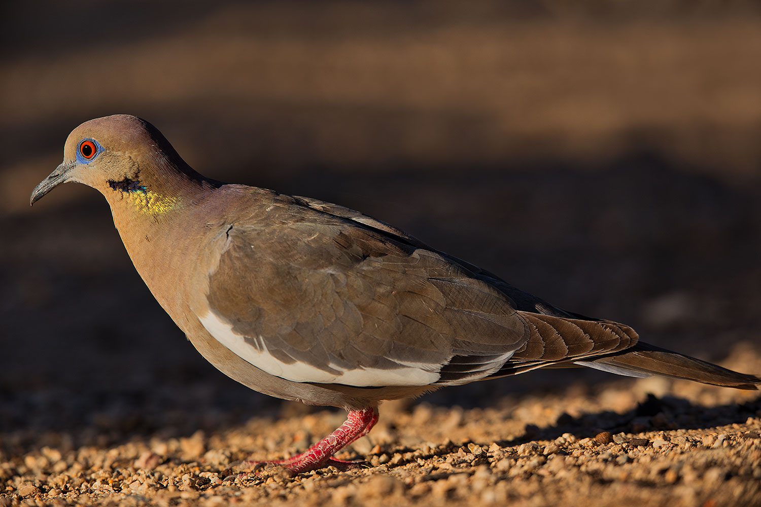 2019 05 25 gv dove ton1 5d4 12705