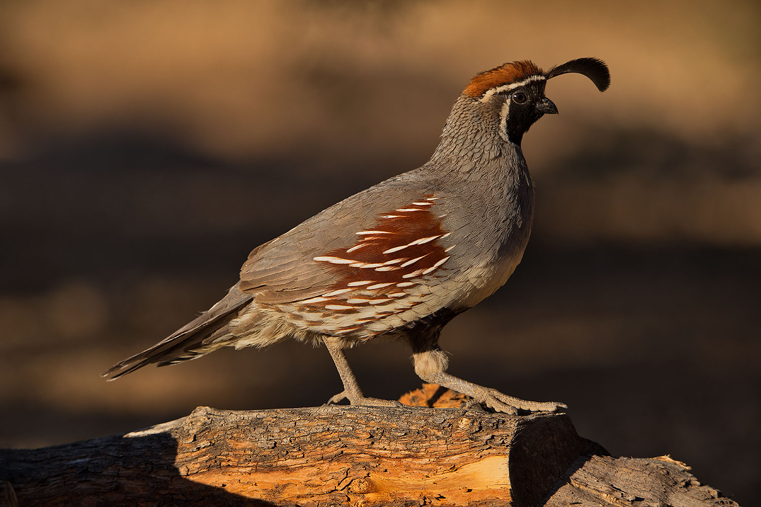 2019-05-25-gv-quail-ton1-5d4_12761
