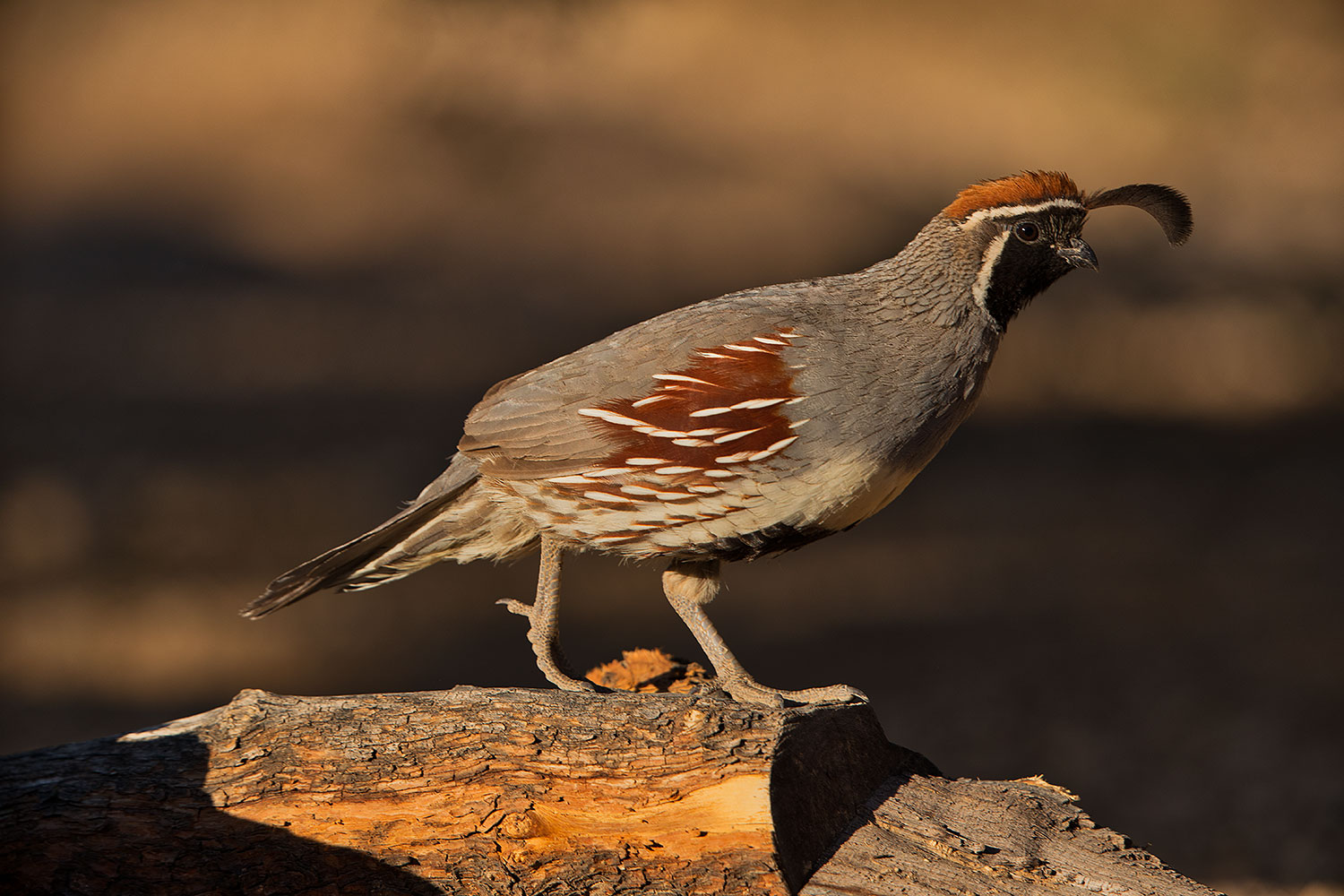2019-05-25-gv-quail-ton1-5d4_12763