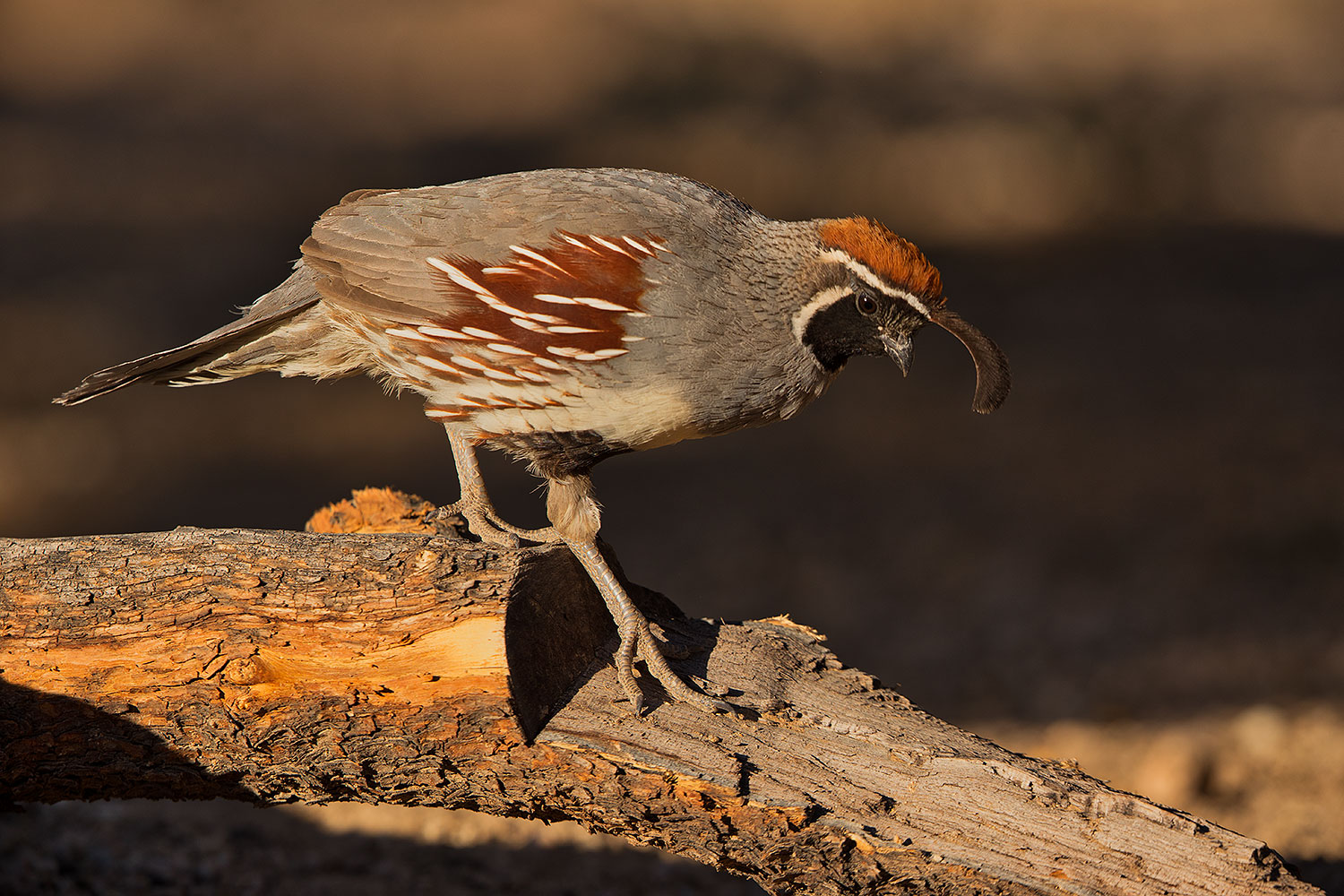 2019-05-25-gv-quail-ton1-5d4_12766