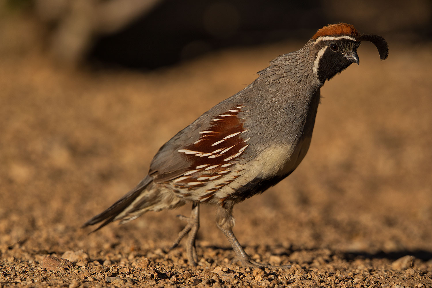 2019-05-25-gv-quail-ton1-5d4_12777