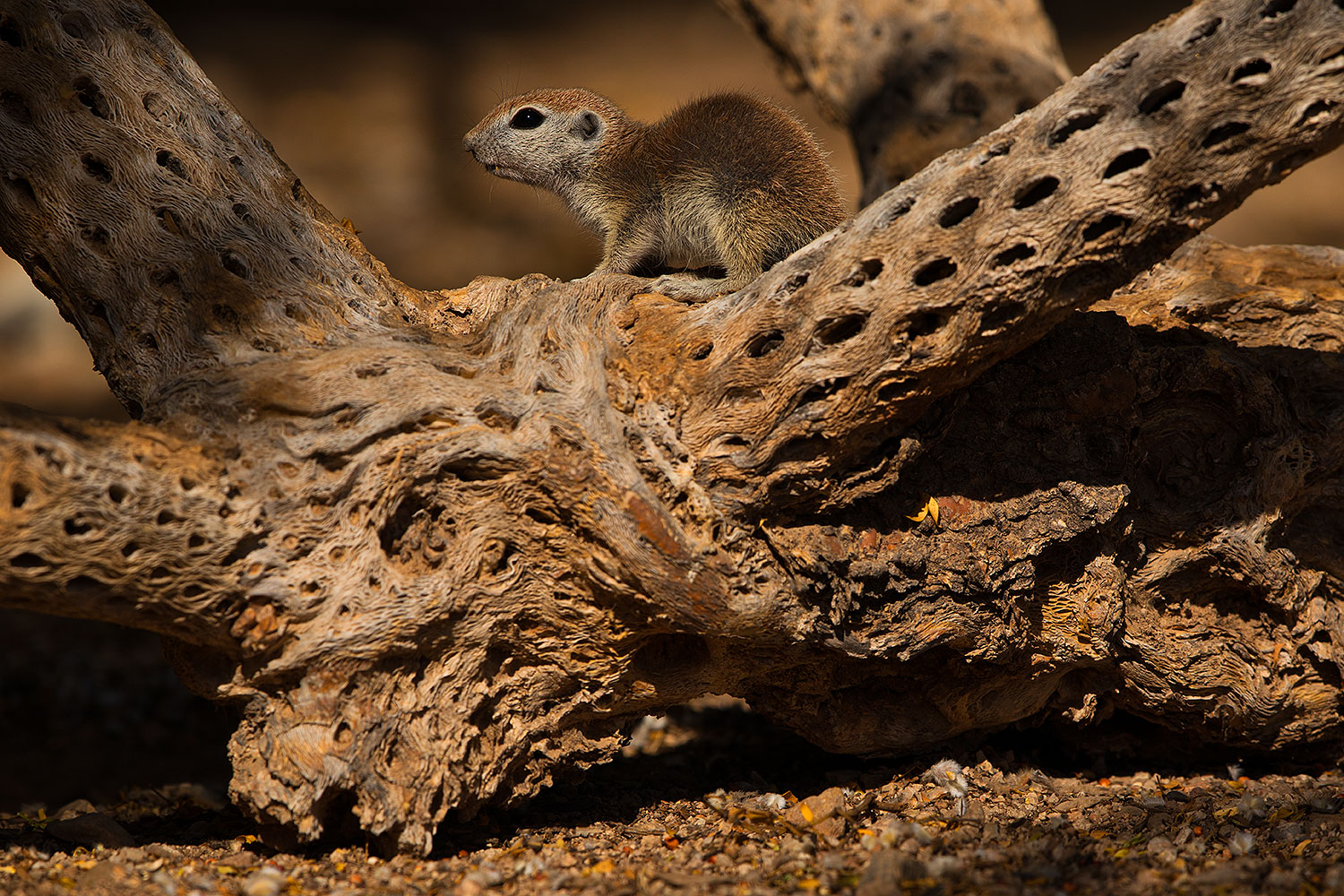 2019-06-03-gv-creatues-viv1-5d4_19390