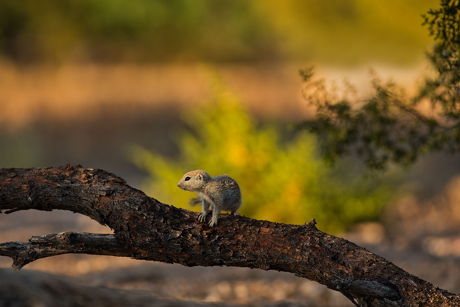 2019-06-05-gv-creatues-ton1-a7r3_15275