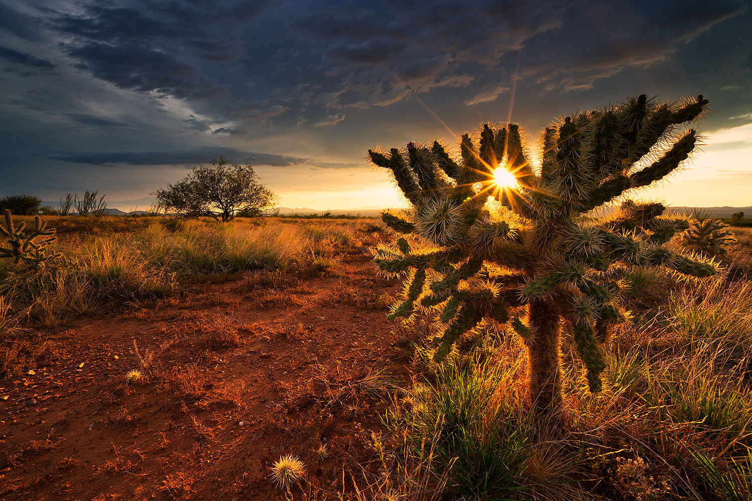 Cholla cactus sunset Green Valley â€¦ July 2019