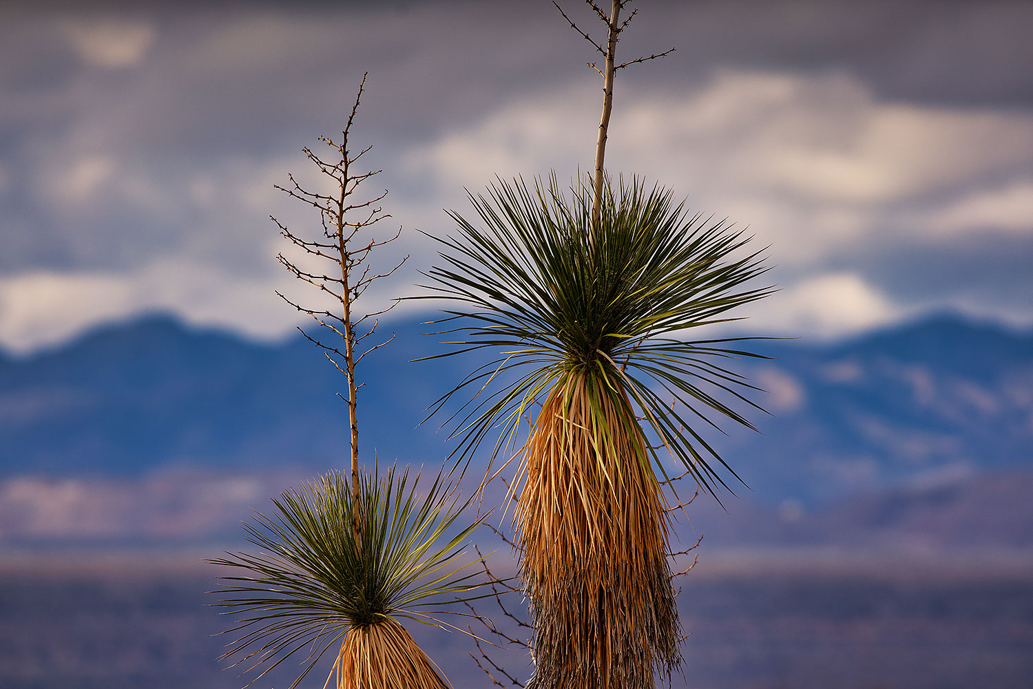 2020-01-22-gv-spoon-a7r3_21530