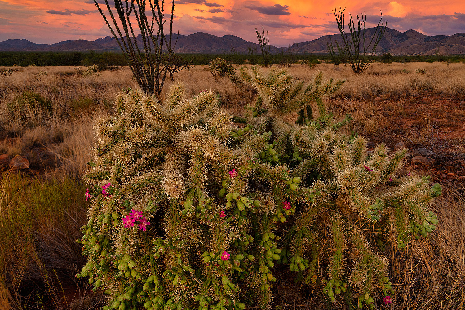 2020-07-14-rita-mtns-43-a7r3_28836