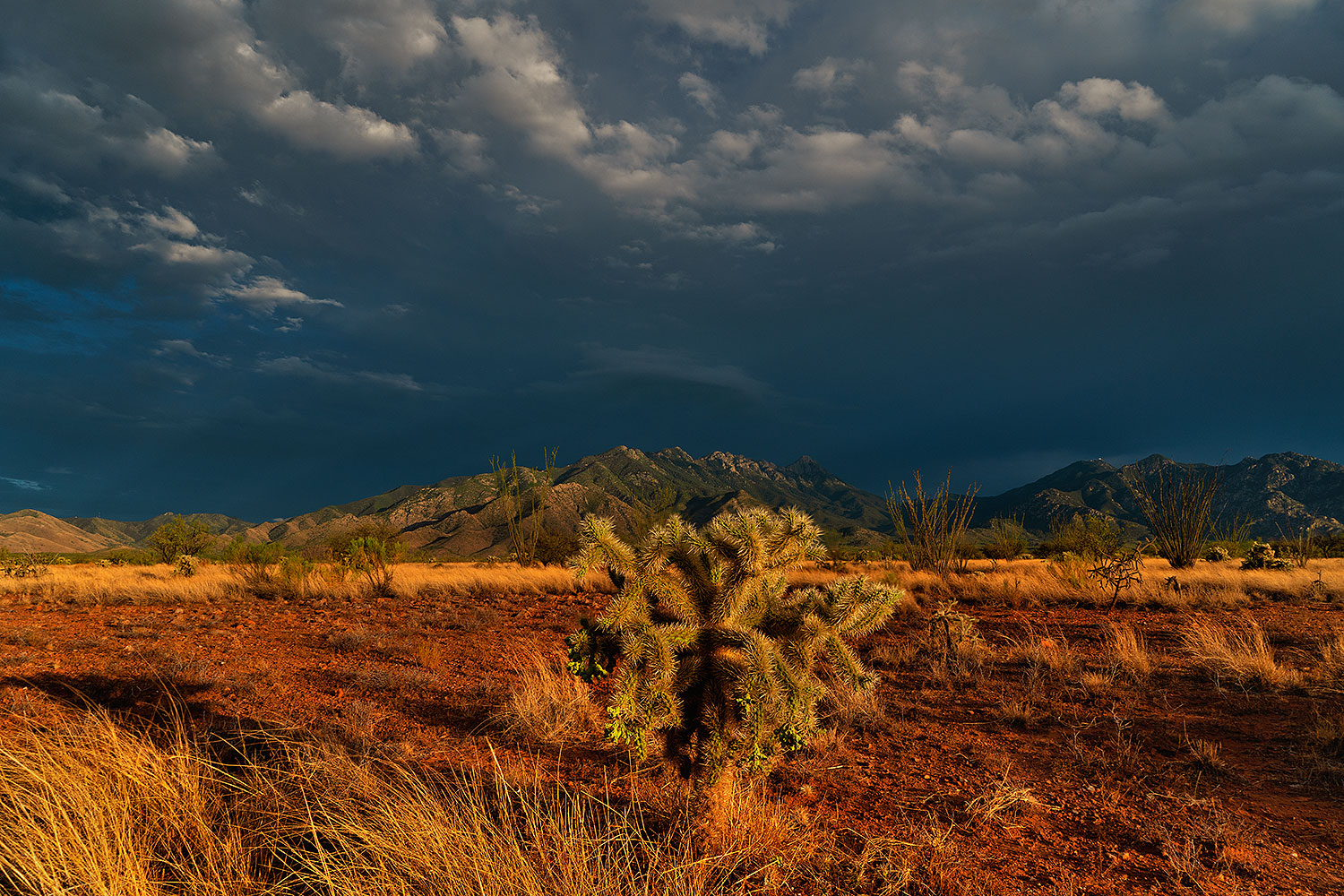 2020-08-31-ritas-cholla-10-a7r3_31715