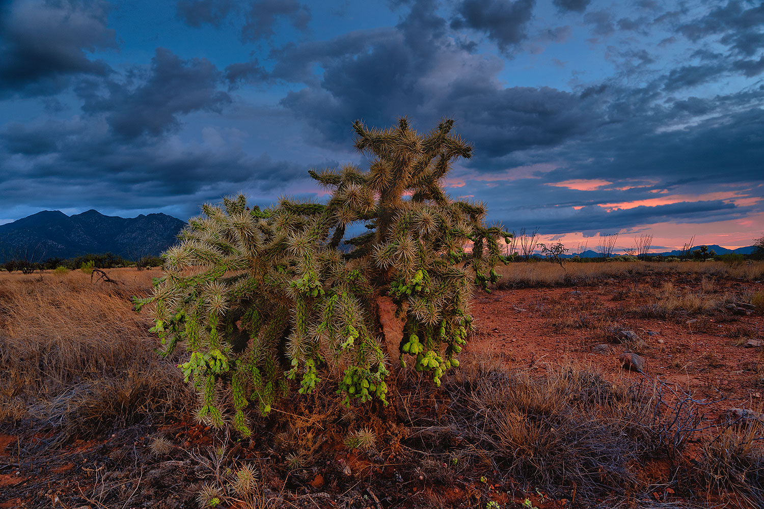 2020-09-01-ritas-cholla-clouds-17n12-a7r3_32205