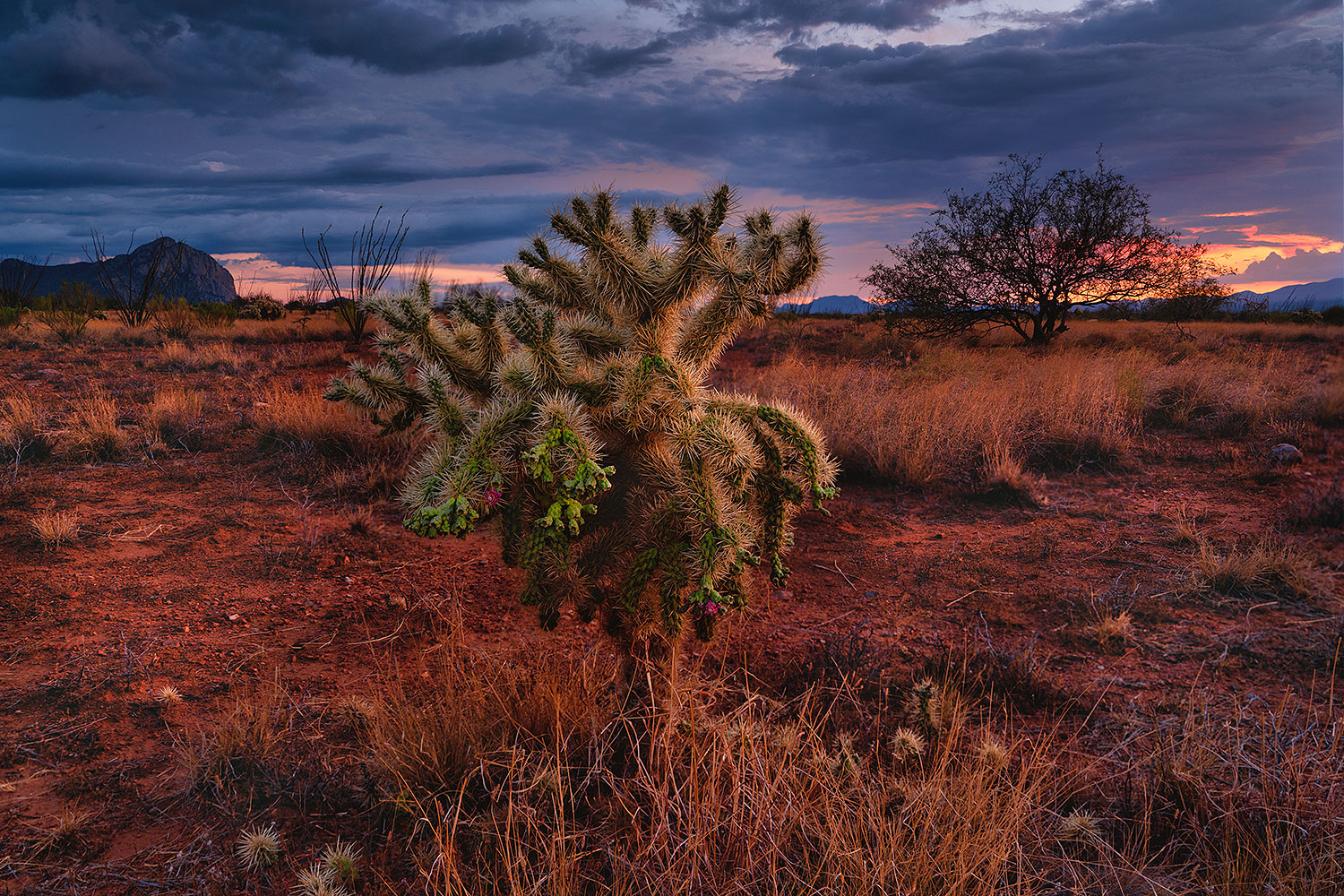 2020-09-01-ritas-cholla-clouds-69-a7r3_32287