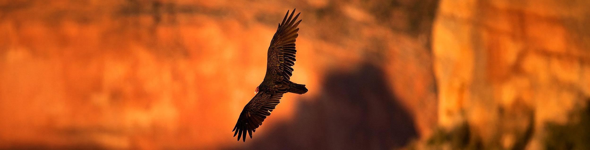 vulture-wide.jpg